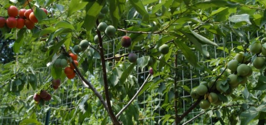 roubování 40 druhů ovoce na jeden strom